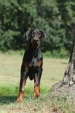 DOBERMANN 109